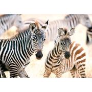 Puzzle Castorland Zebras Jovens 1000 Peças