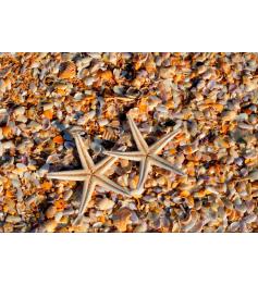 Puzzle Grafika Conchas e Estrelas do Mar de 1000 Peças